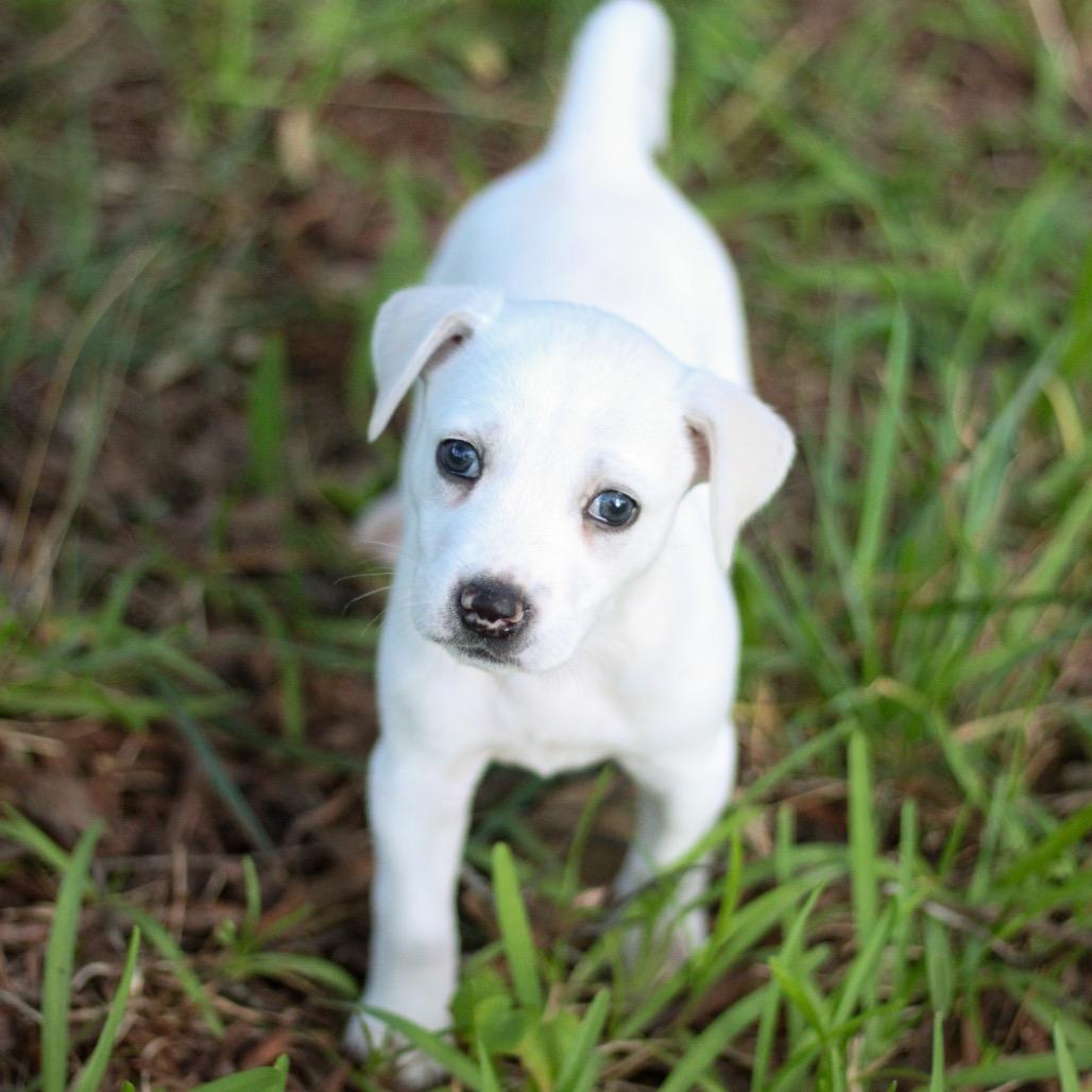 Peach, a Adoptable Mixed Breed in Durham, NC image 6/6