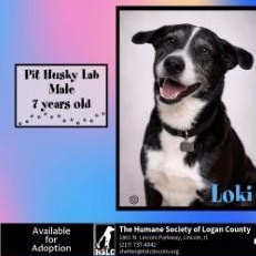 Enlarge Loki, an adopted mixed breed in Lincoln, IL image 1/4