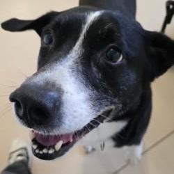 Enlarge Loki, an adopted mixed breed in Lincoln, IL image 4/4