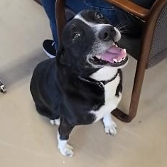 Enlarge Loki, an adopted mixed breed in Lincoln, IL image 3/4