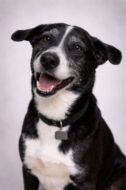 Enlarge Loki, an adopted mixed breed in Lincoln, IL image 2/4