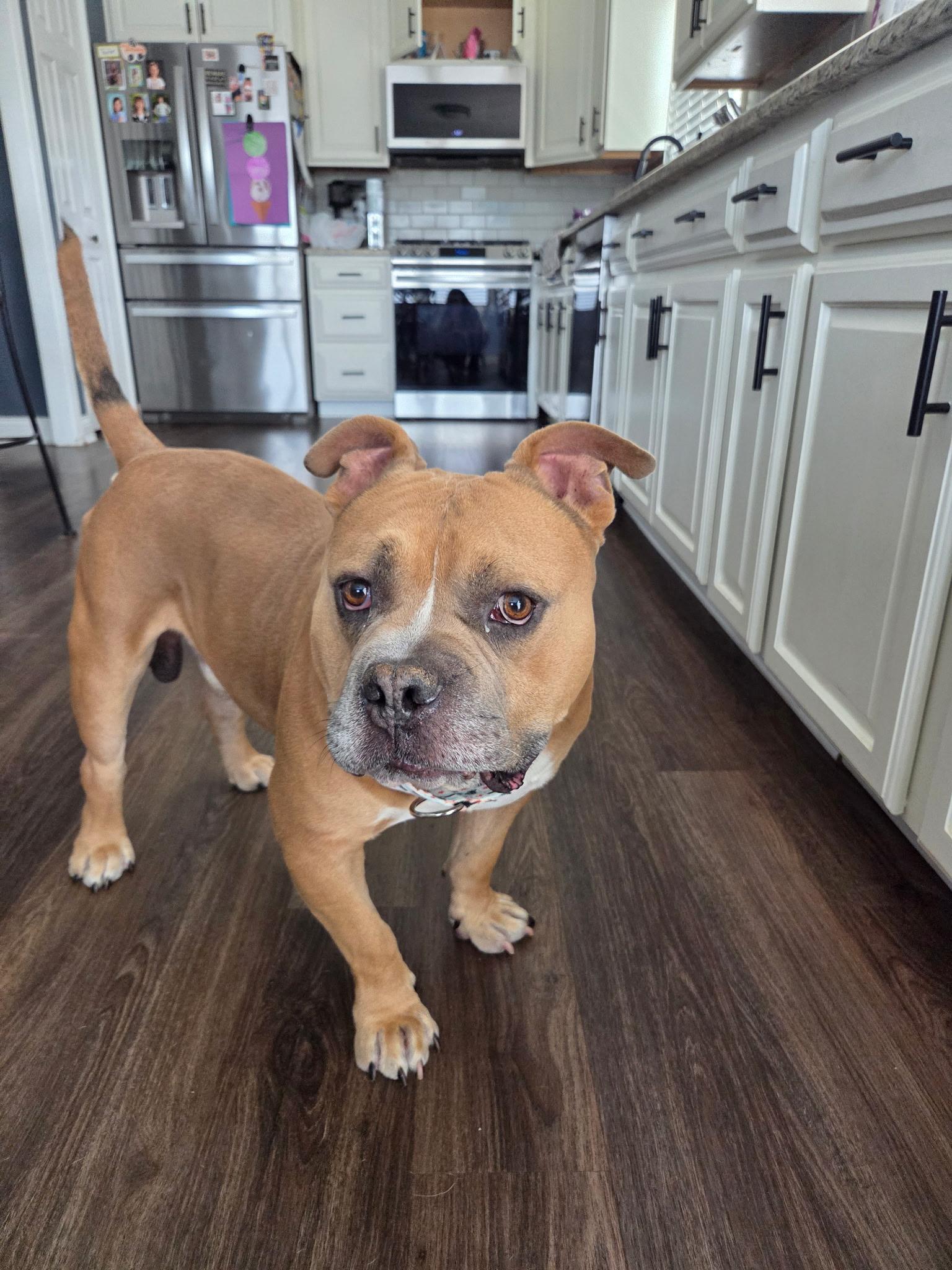 Beefy, Adoptable, Adult Male Pit Bull Terrier.