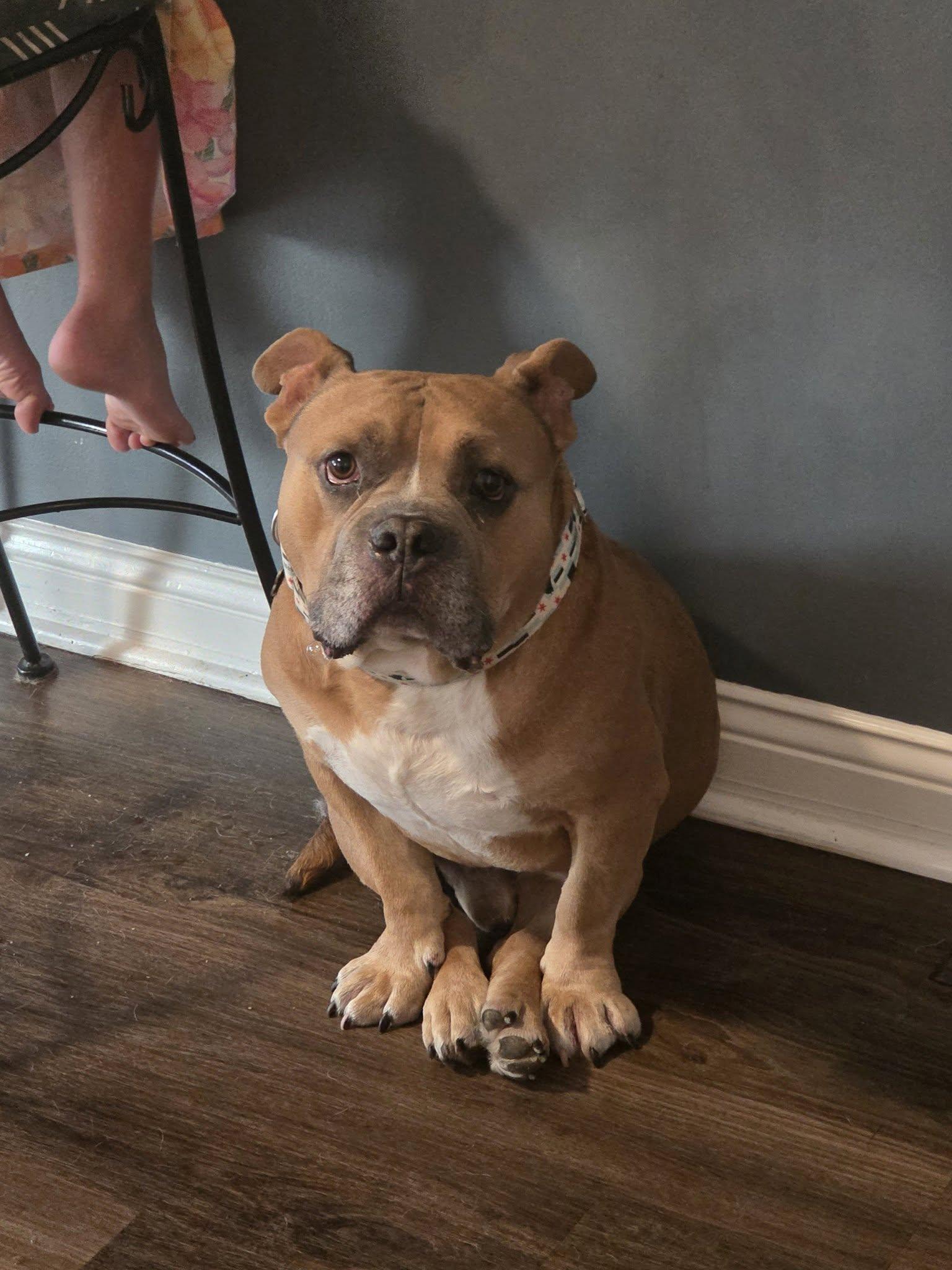 Enlarge Beefy, a Adoptable Pit Bull Terrier in Wheaton, IL image 2/5