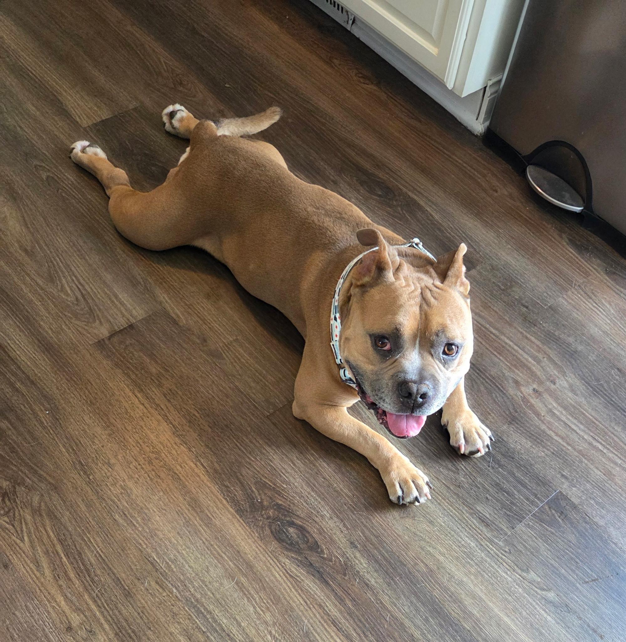 Enlarge Beefy, a Adoptable Pit Bull Terrier in Wheaton, IL image 5/5