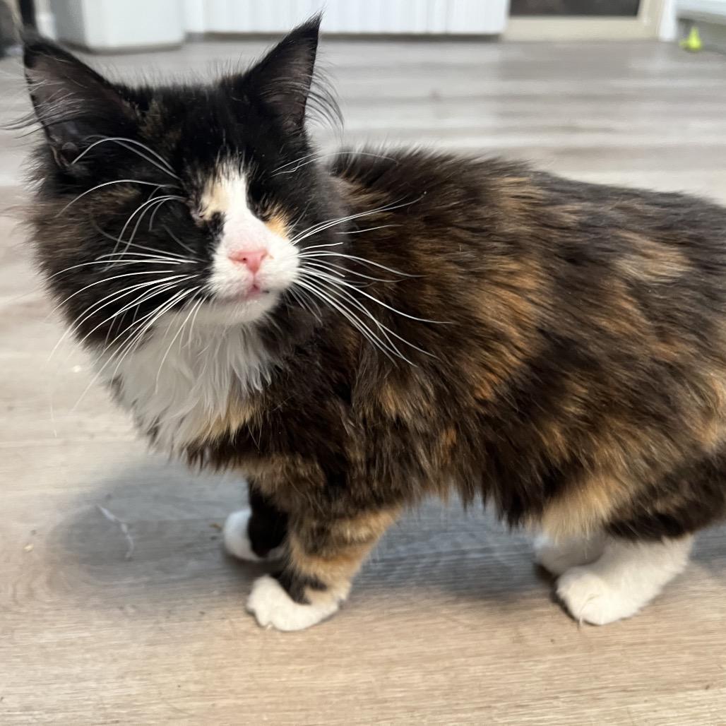 Lollipop, Adoptable, Young Female Domestic Medium Hair.