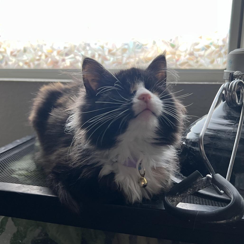 Lollipop, a Adoptable Domestic Medium Hair in Phoenix, AZ image 2/6