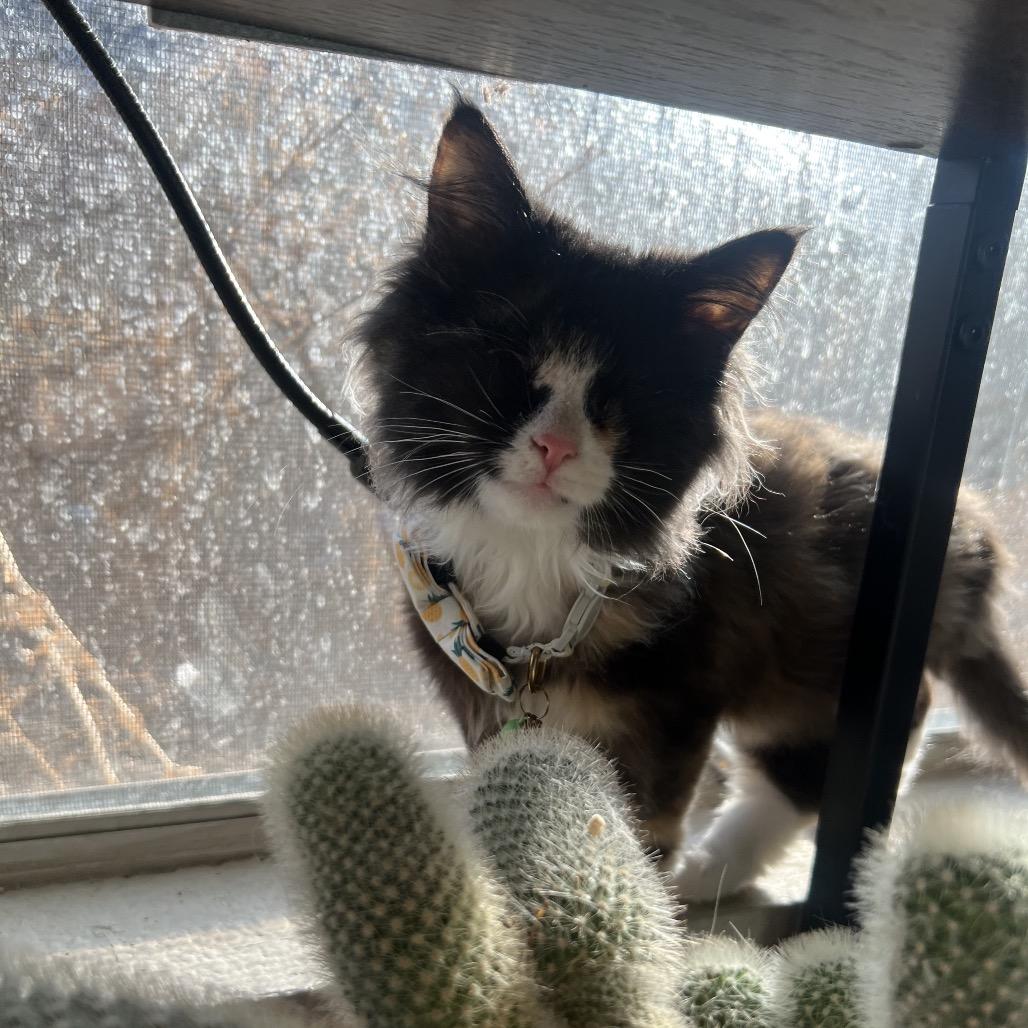 Lollipop, a Adoptable Domestic Medium Hair in Phoenix, AZ image 3/6