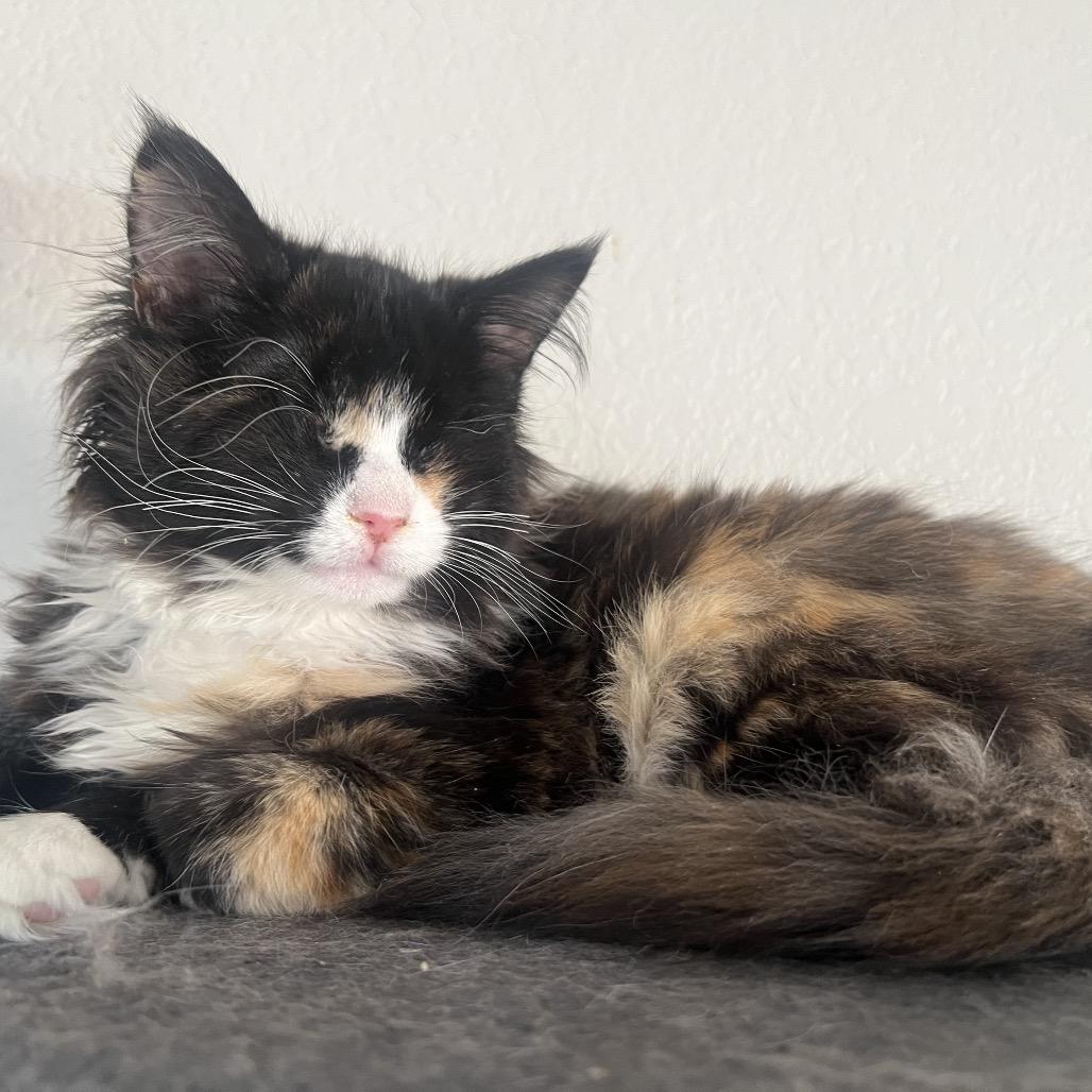 Lollipop, a Adoptable Domestic Medium Hair in Phoenix, AZ image 4/6