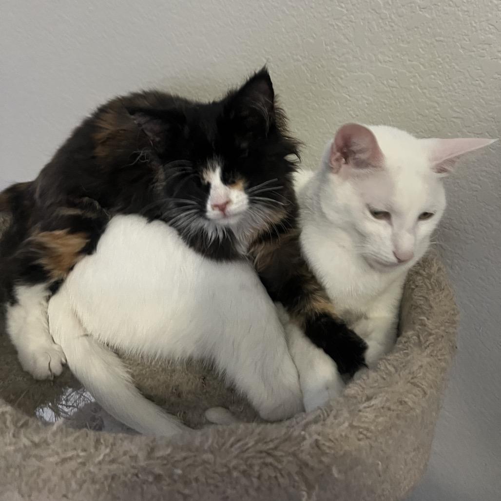 Lollipop, a Adoptable Domestic Medium Hair in Phoenix, AZ image 5/6