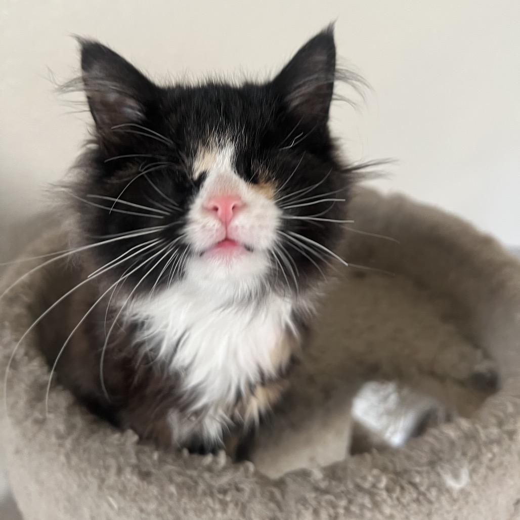 Lollipop, a Adoptable Domestic Medium Hair in Phoenix, AZ image 6/6