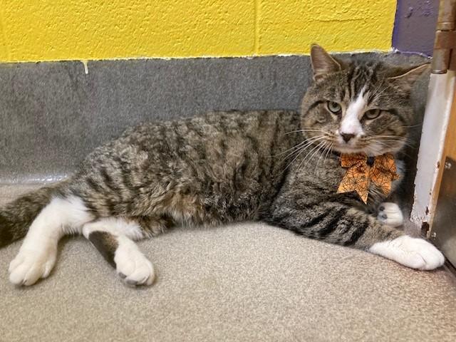 Enlarge WINSTON, a Adoptable Domestic Short Hair in Upper Marlboro, MD image 1/1