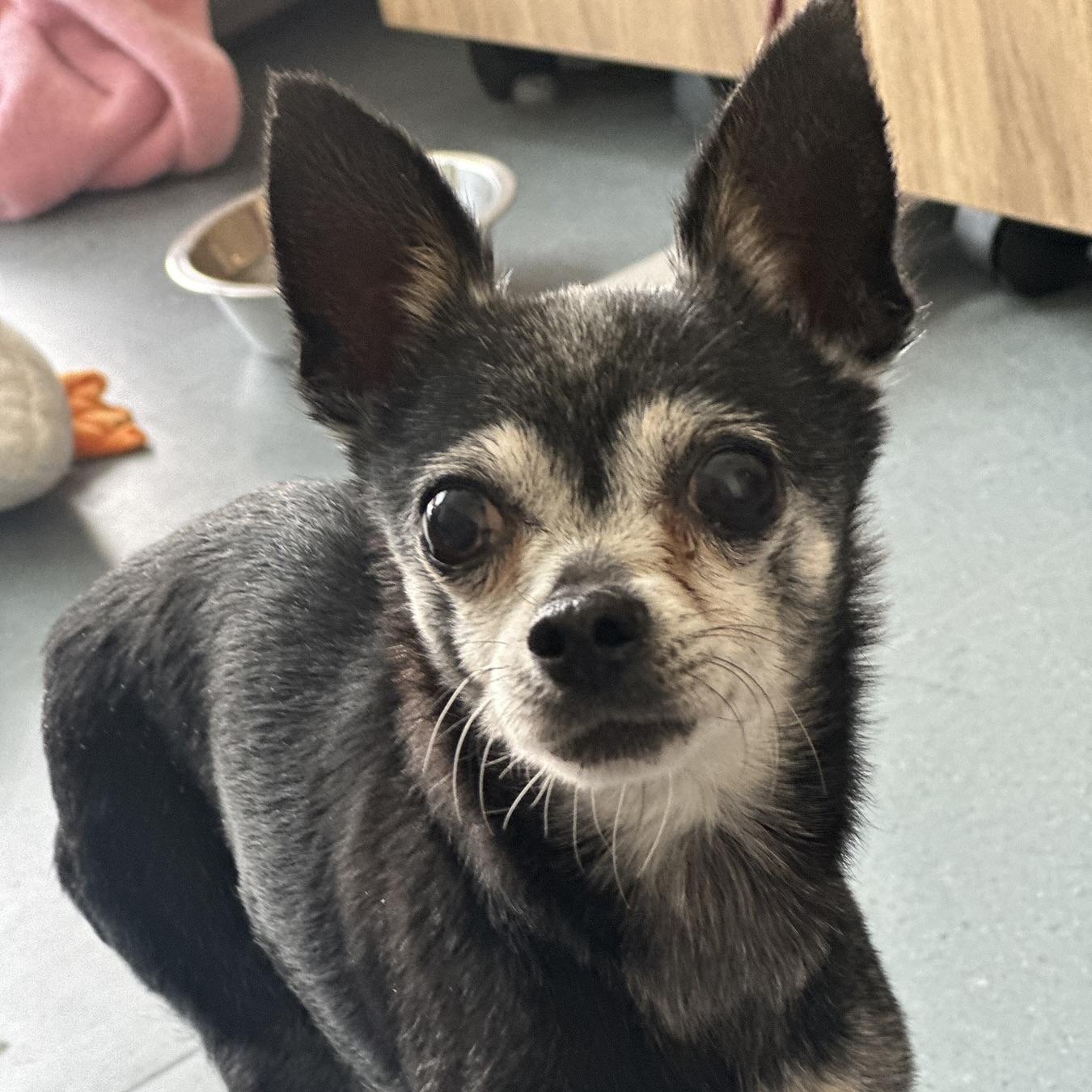 Holly in Colorado, ADOPTABLE, Senior Female Chihuahua.