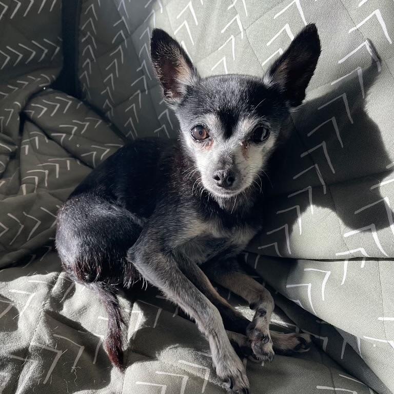 Enlarge Holly in Colorado, a ADOPTABLE Chihuahua in Boulder, CO image 5/6