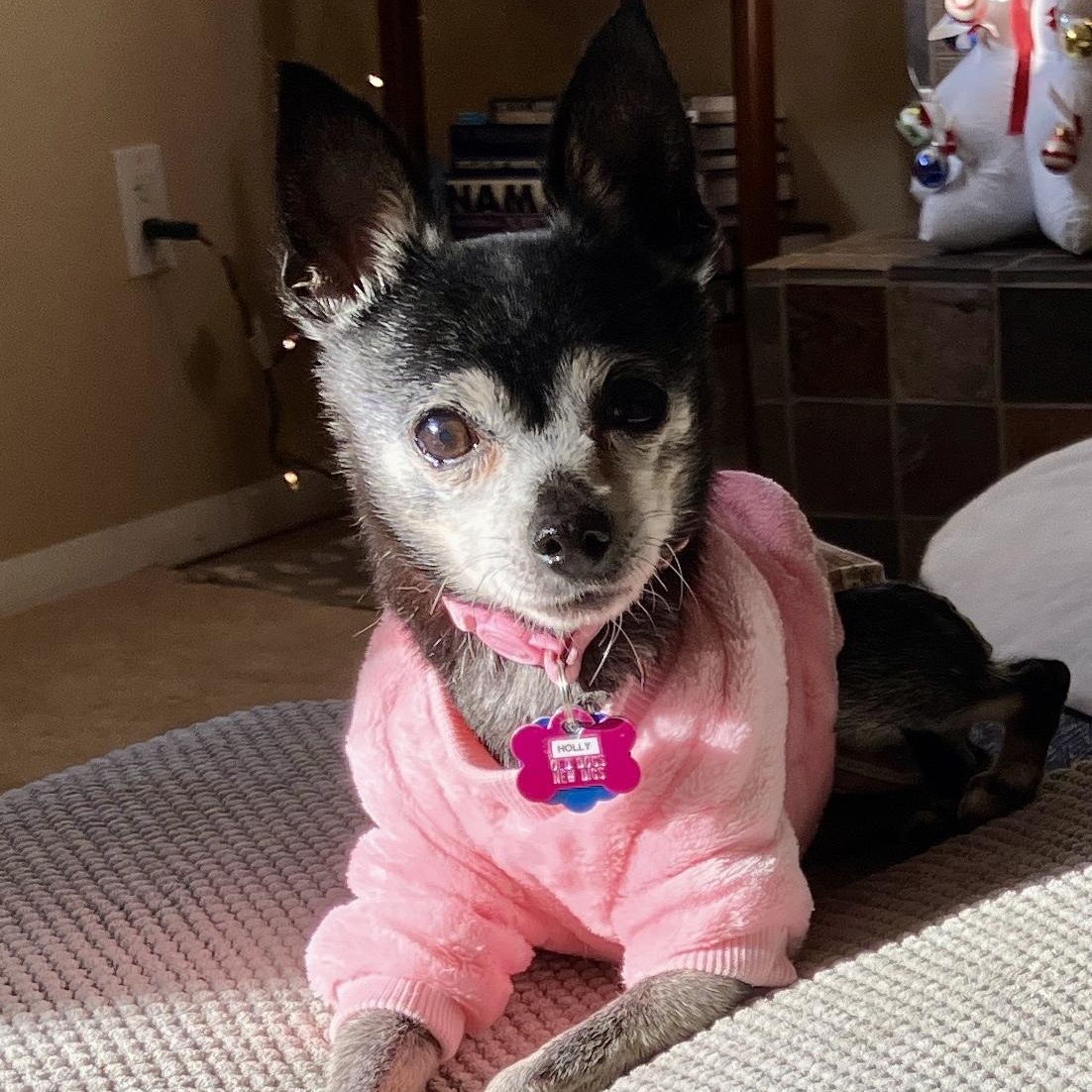 Enlarge Holly in Colorado, a ADOPTABLE Chihuahua in Boulder, CO image 6/6