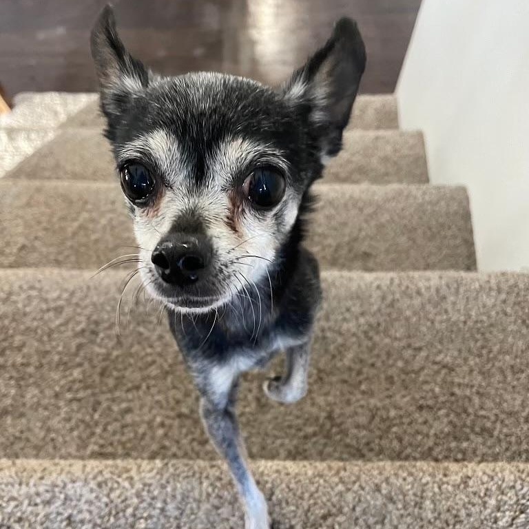 Enlarge Holly in Colorado, a ADOPTABLE Chihuahua in Boulder, CO image 2/6