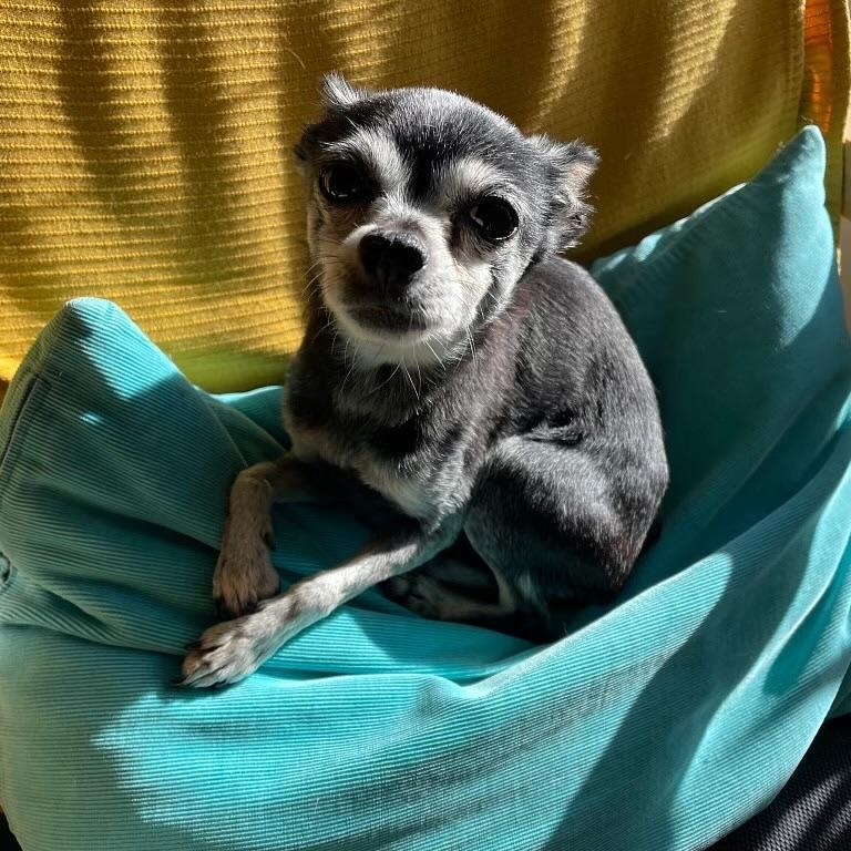 Enlarge Holly in Colorado, a ADOPTABLE Chihuahua in Boulder, CO image 4/6