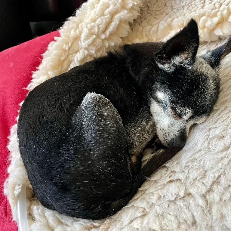 Enlarge Holly in Colorado, a ADOPTABLE Chihuahua in Boulder, CO image 3/6