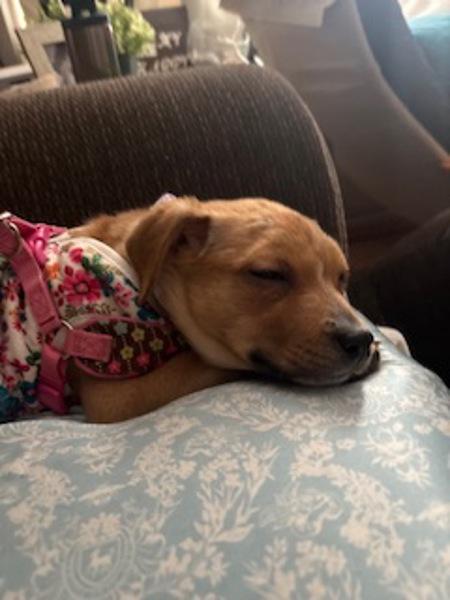 Enlarge Dizzy (amber), a Adoptable mixed breed in Vancouver, BC image 1/6