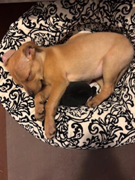 Enlarge Dizzy (amber), a Adoptable mixed breed in Vancouver, BC image 4/6