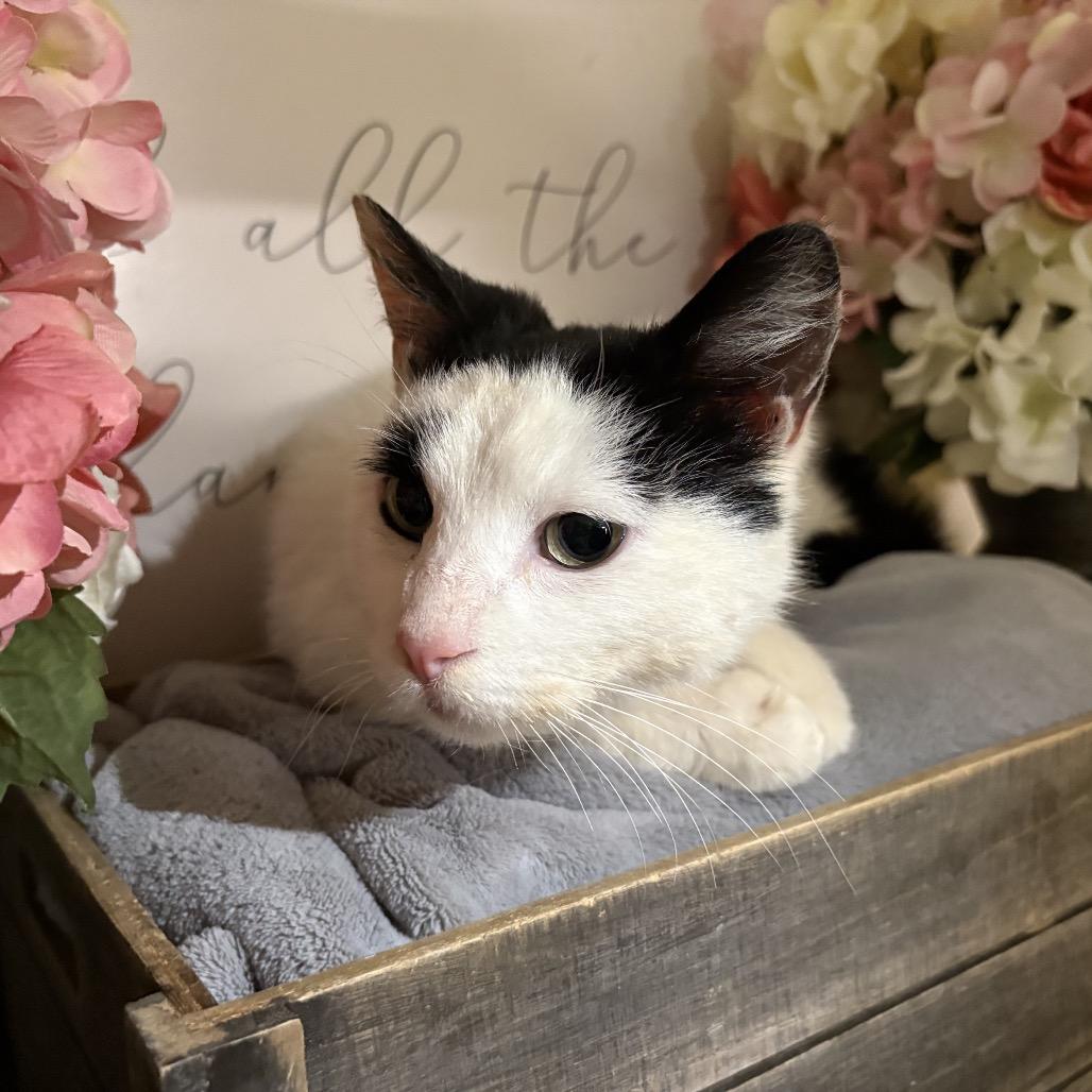Enlarge Misty, a Adoptable American Shorthair in Newberg, OR image 2/5