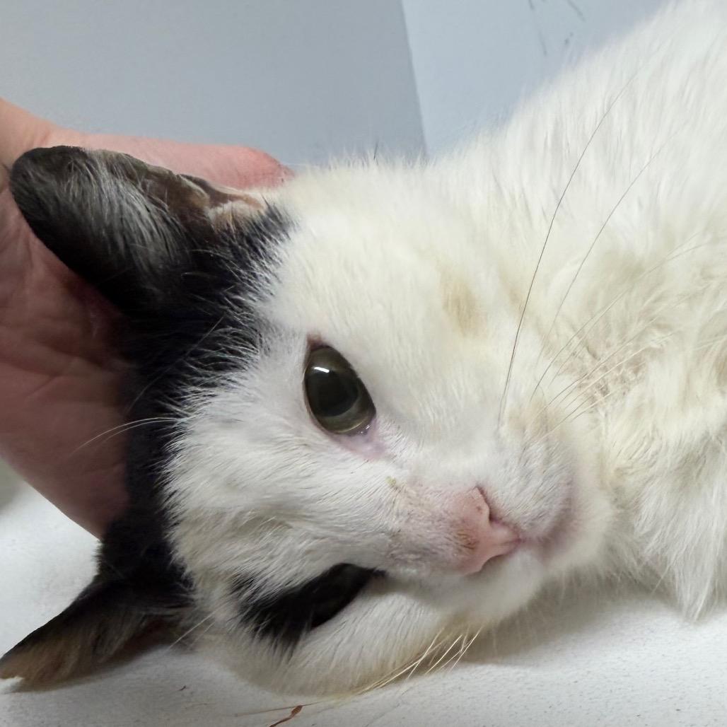 Enlarge Misty, a Adoptable American Shorthair in Newberg, OR image 3/5