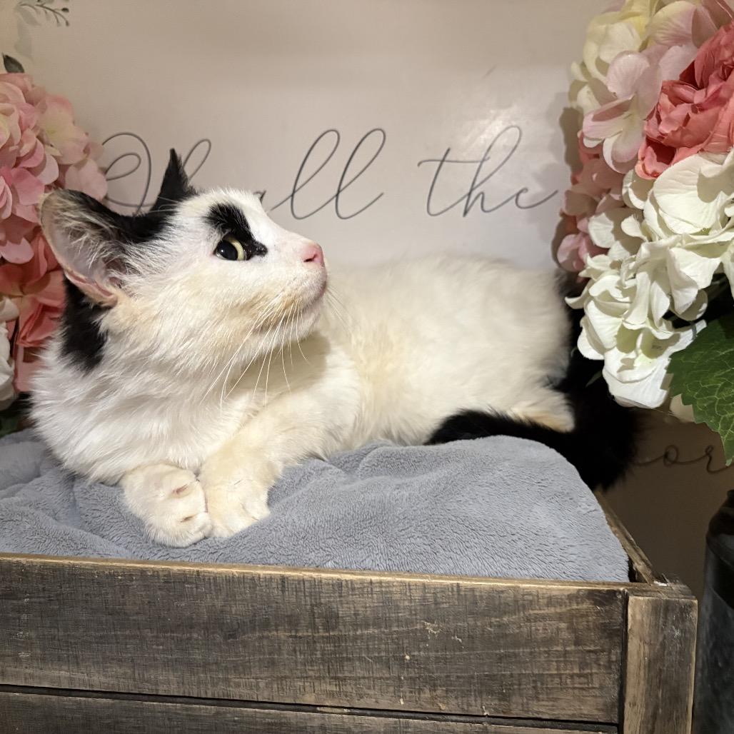 Enlarge Misty, a Adoptable American Shorthair in Newberg, OR image 5/5