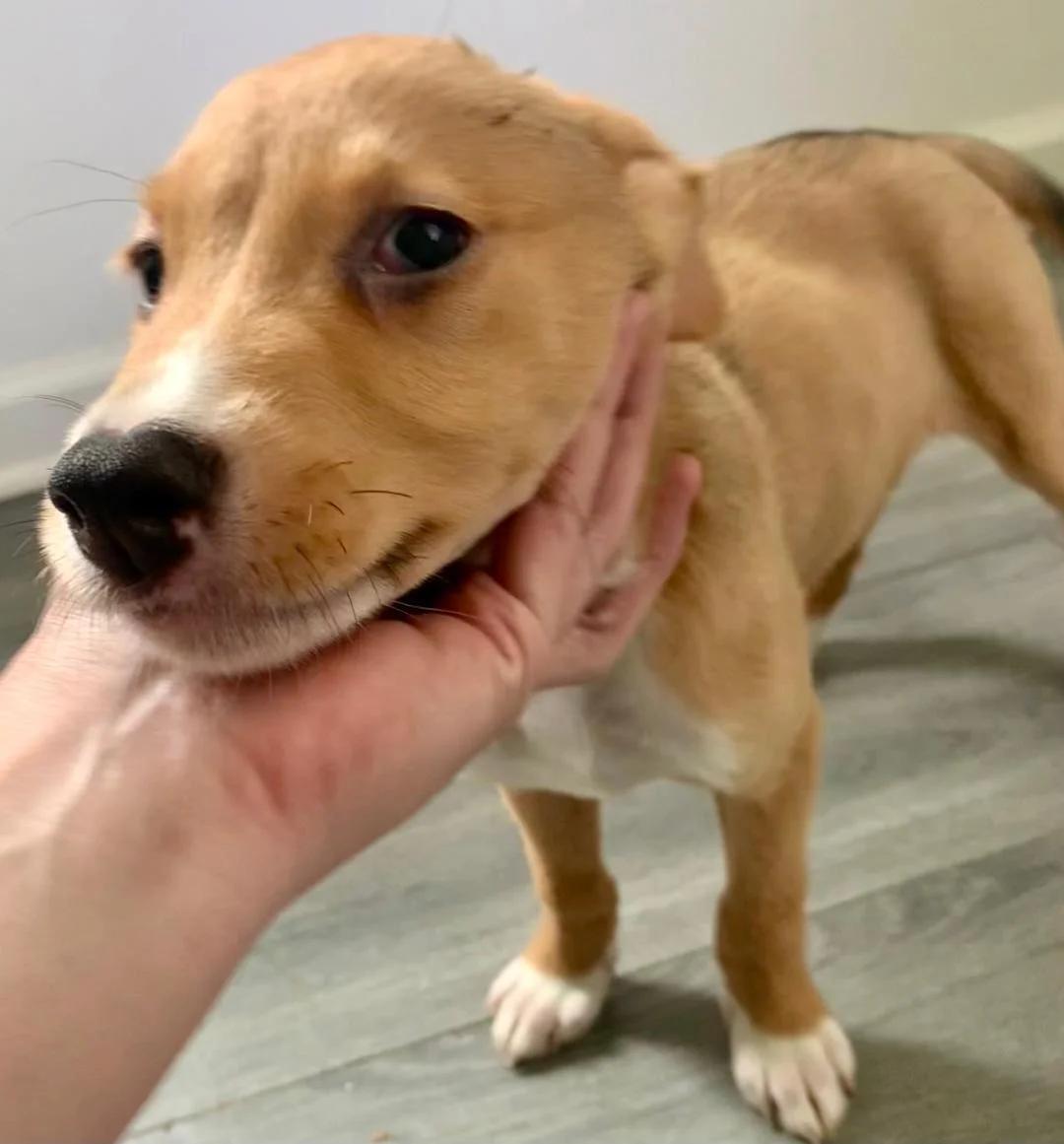 Enlarge Dori - coming to Maine!, a Adopted Mixed Breed in Kennebunkport, ME image 1/2