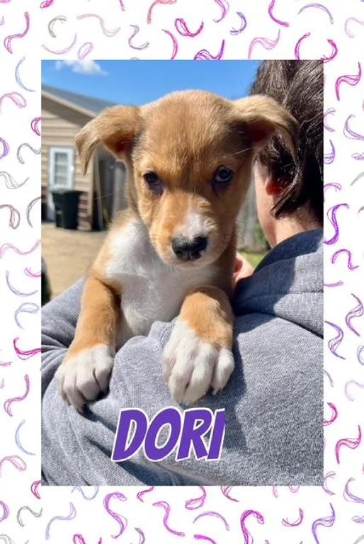 Enlarge Dori - coming to Maine!, a Adopted Mixed Breed in Kennebunkport, ME image 2/2