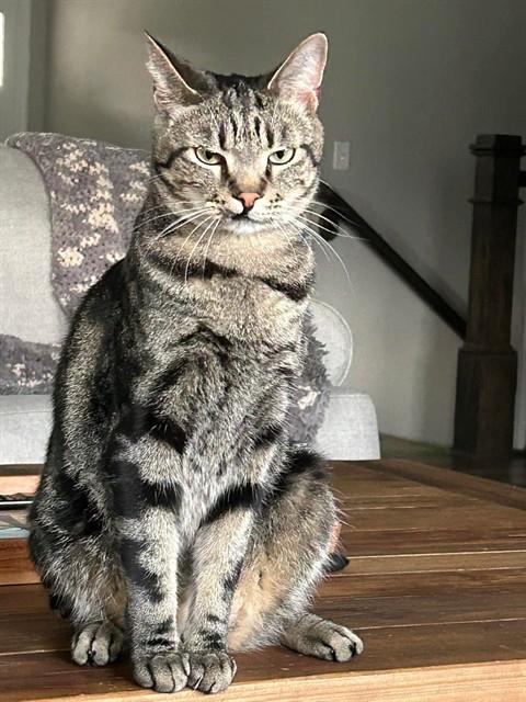 MILO, Adoptable, Adult Male Domestic Short Hair.