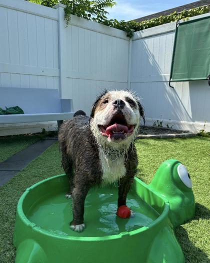 Enlarge Orlando, a Adoptable English Bulldog in Montclair, NJ image 1/3