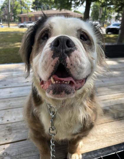 Enlarge Orlando, a Adoptable English Bulldog in Montclair, NJ image 2/3