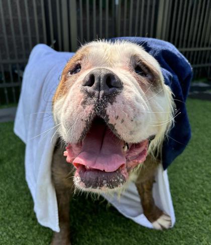 Enlarge Orlando, a Adoptable English Bulldog in Montclair, NJ image 2/3
