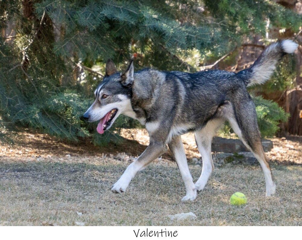 AC Valentine, Adopted, Young Female Siberian Husky.
