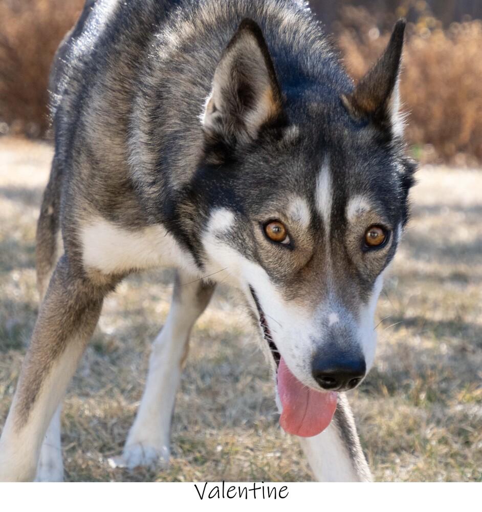 AC Valentine, a Adopted mixed breed in Fremont, NE image 2/4