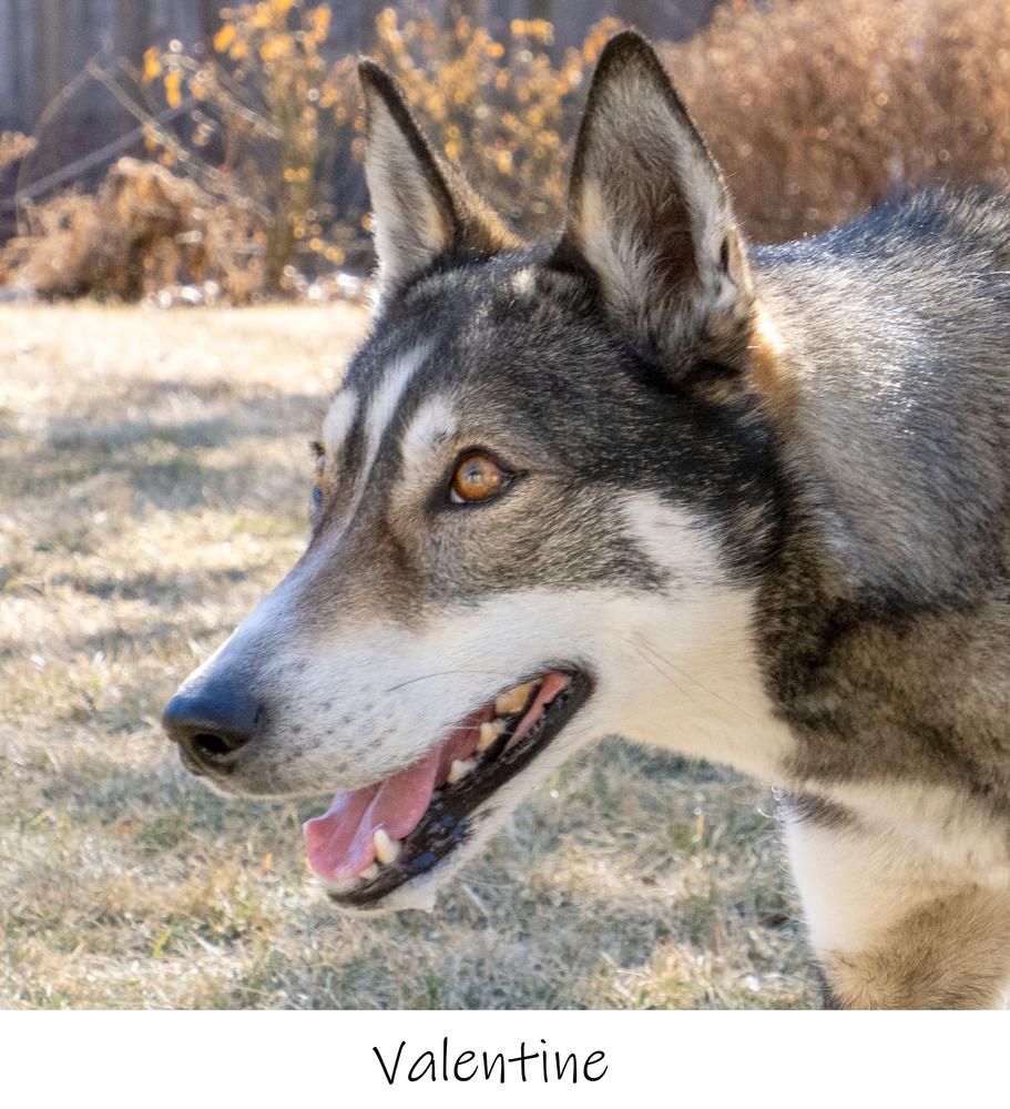 AC Valentine, a Adopted mixed breed in Fremont, NE image 3/4