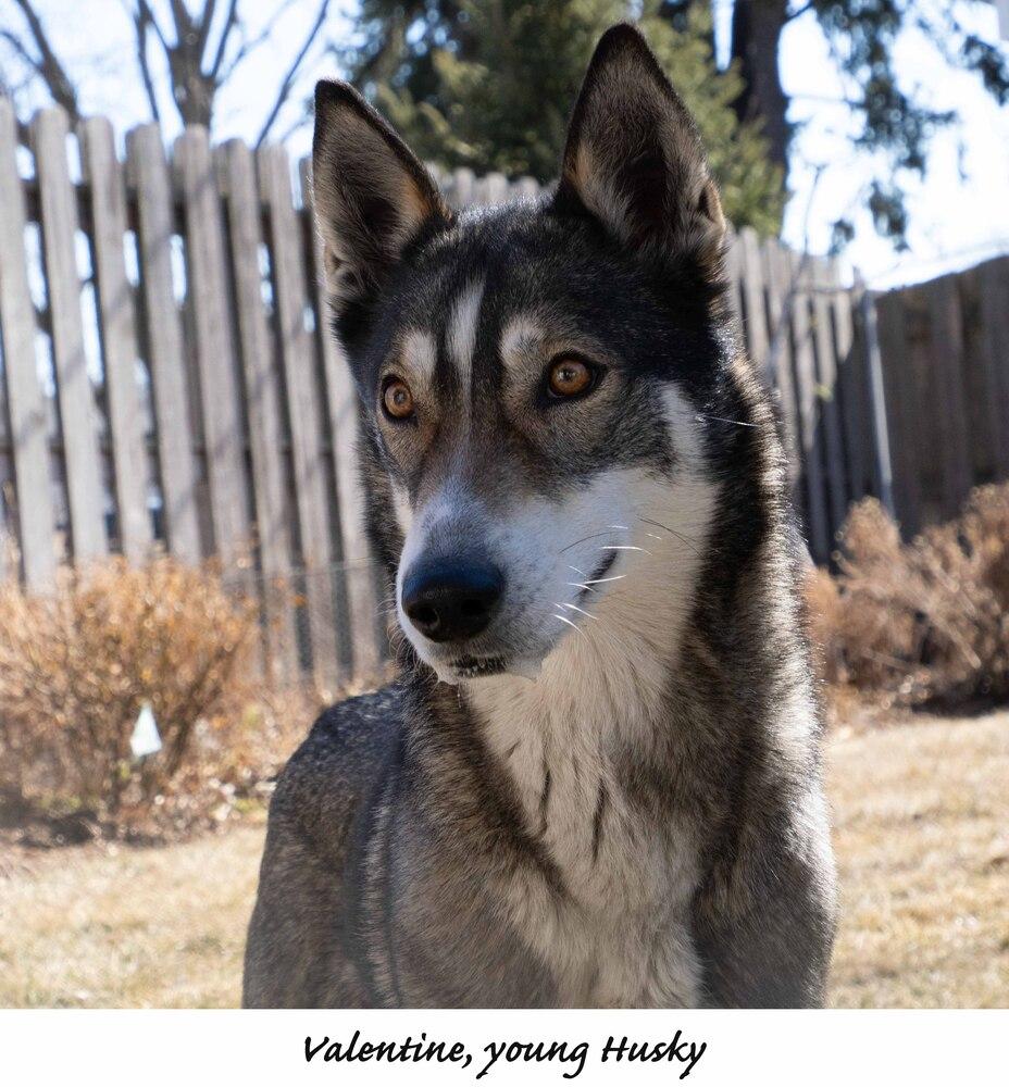 AC Valentine, a Adopted mixed breed in Fremont, NE image 4/4