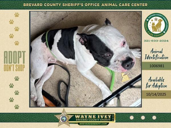 Enlarge Holly, a Adoptable mixed breed in Melbourne, FL image 1/6