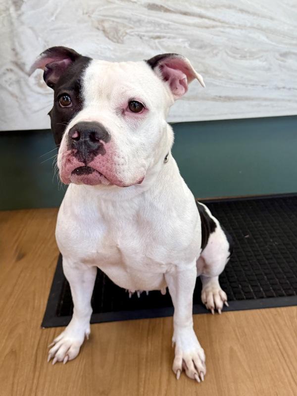 Enlarge Holly, a Adoptable mixed breed in Melbourne, FL image 2/6