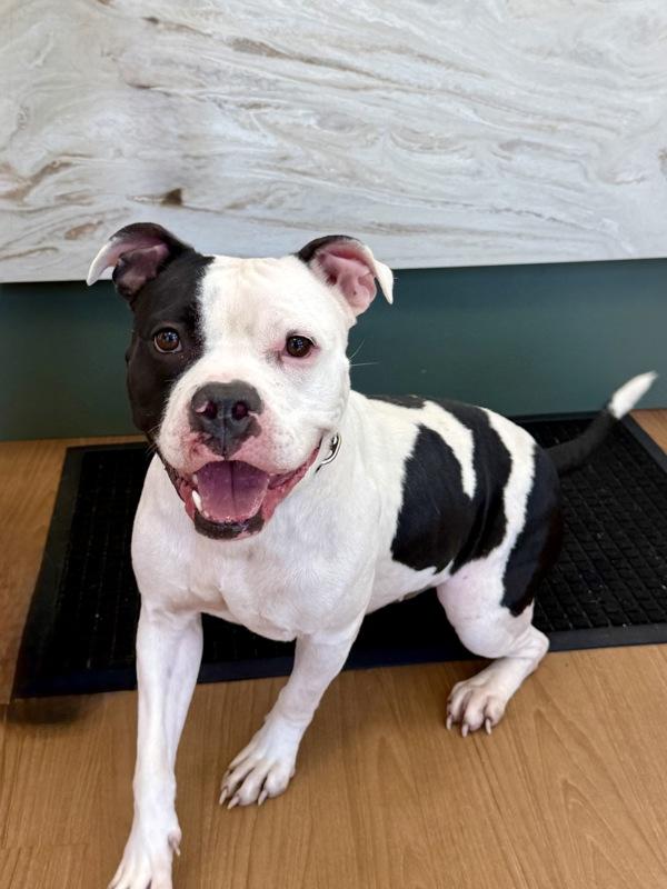 Enlarge Holly, a Adoptable mixed breed in Melbourne, FL image 3/6