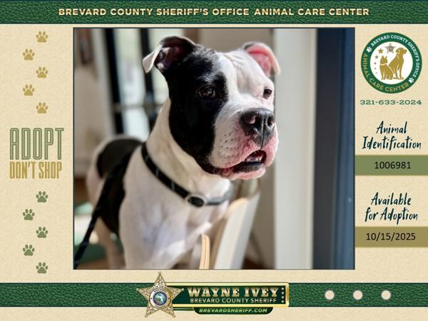 Enlarge Holly, a Adoptable mixed breed in Melbourne, FL image 4/6