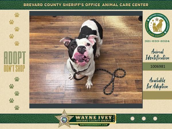 Enlarge Holly, a Adoptable mixed breed in Melbourne, FL image 5/6