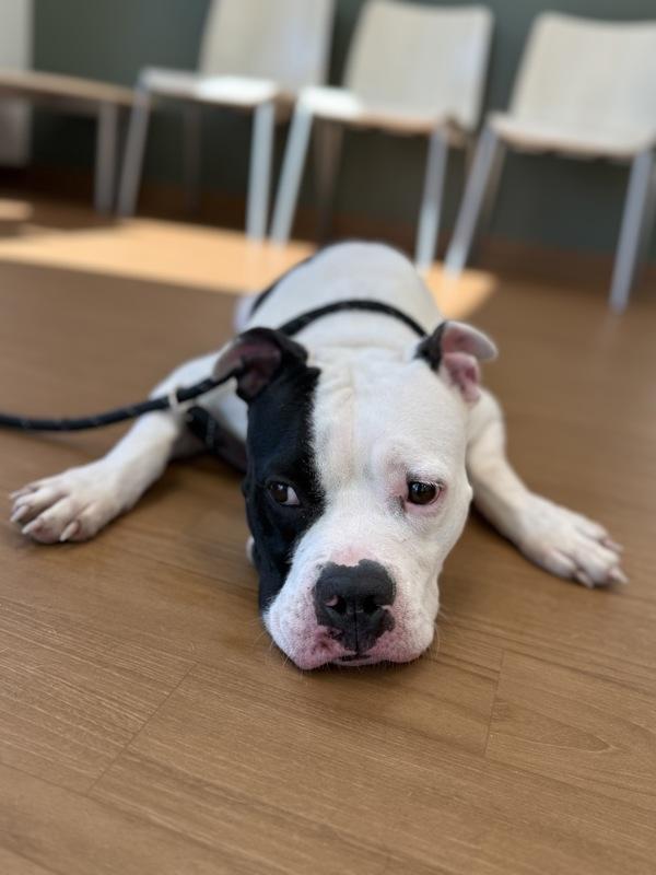 Enlarge Holly, a Adoptable mixed breed in Melbourne, FL image 6/6