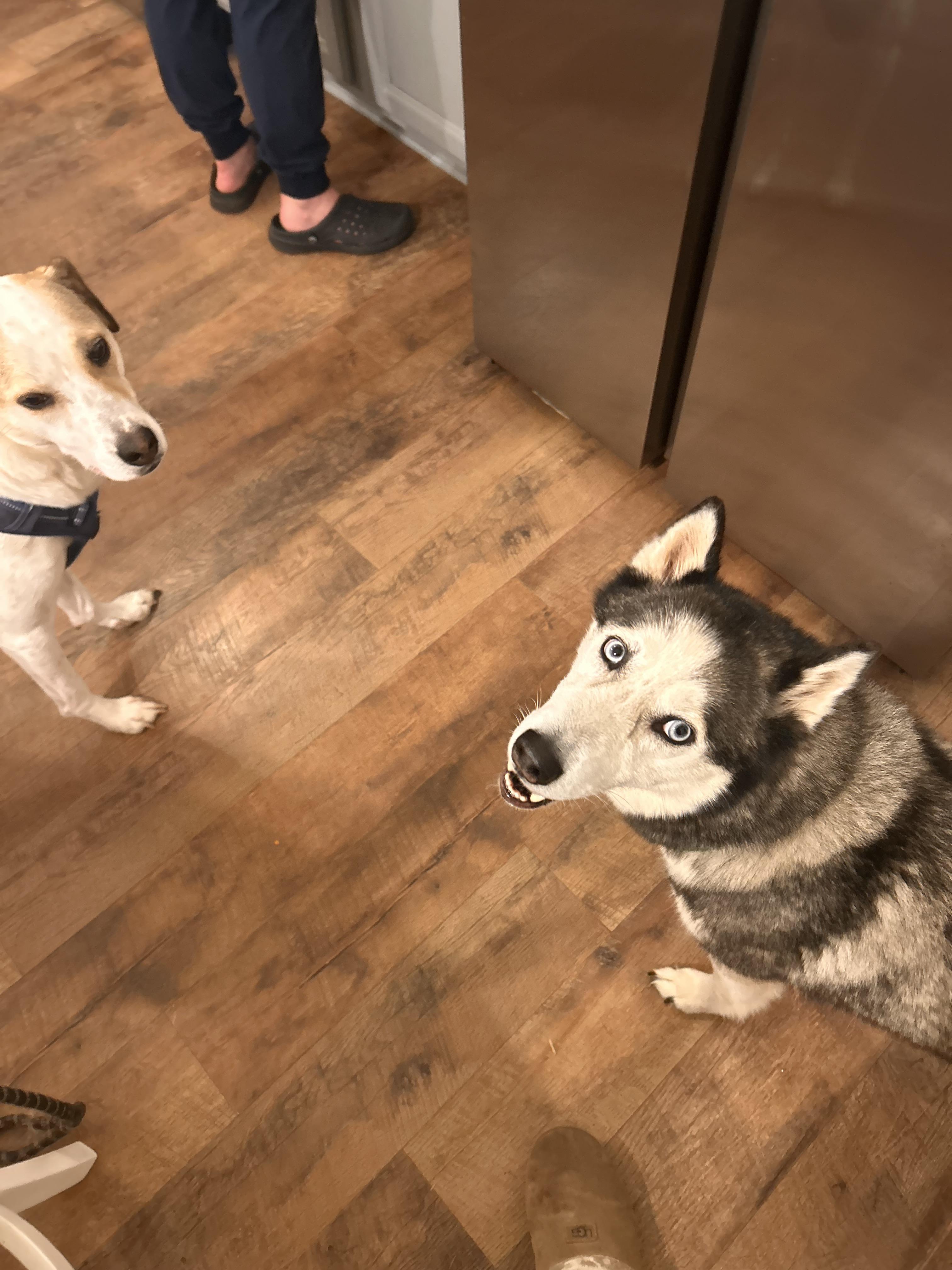 Courtesy Listing- Winter, Adoptable, Adult Female Husky.