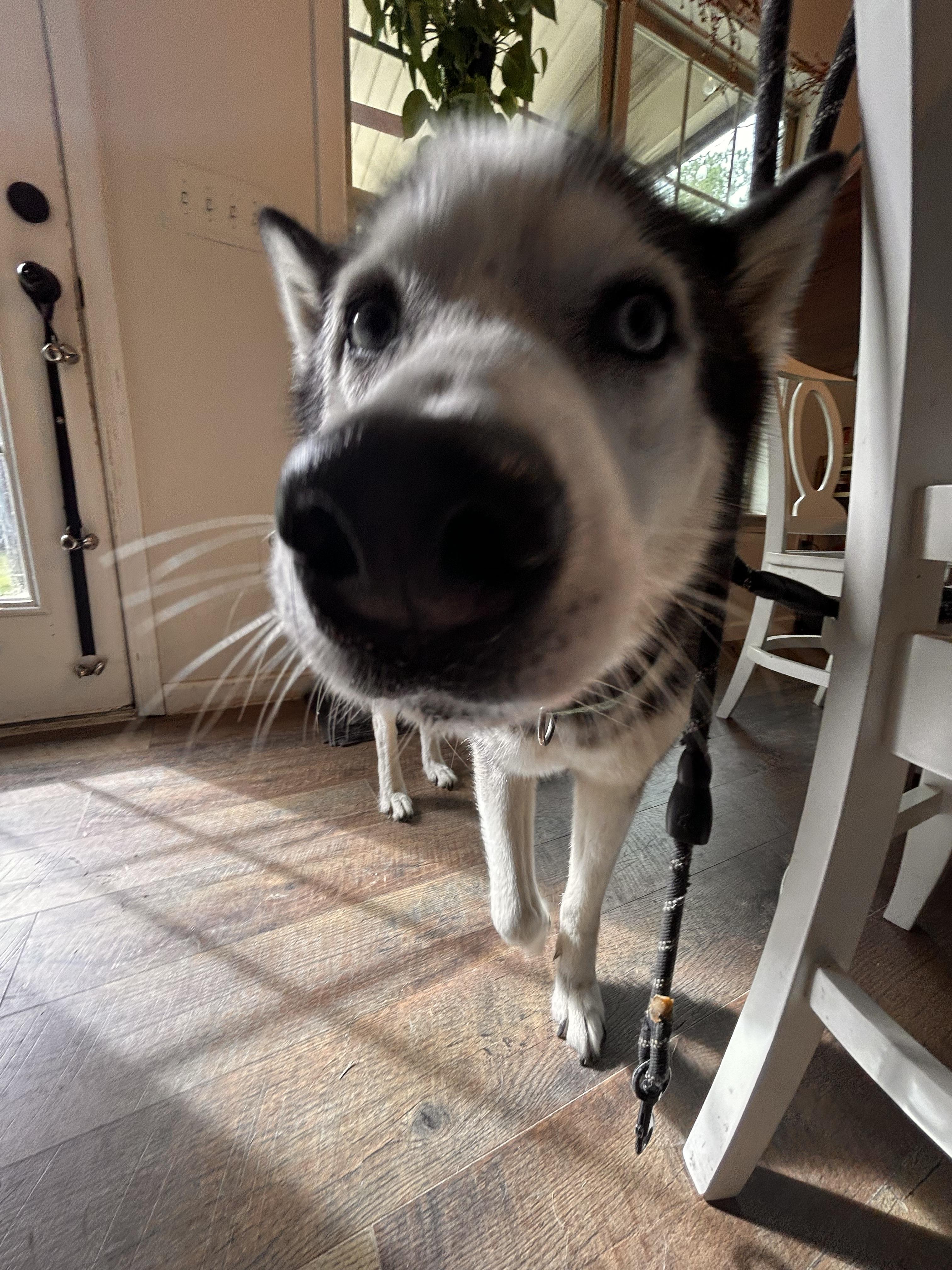 Courtesy Listing- Winter, a Adoptable mixed breed in Carthage, NC image 2/2