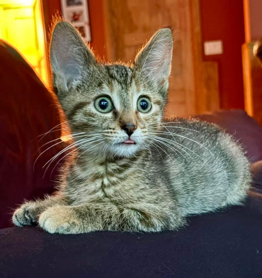 Captain Kitty