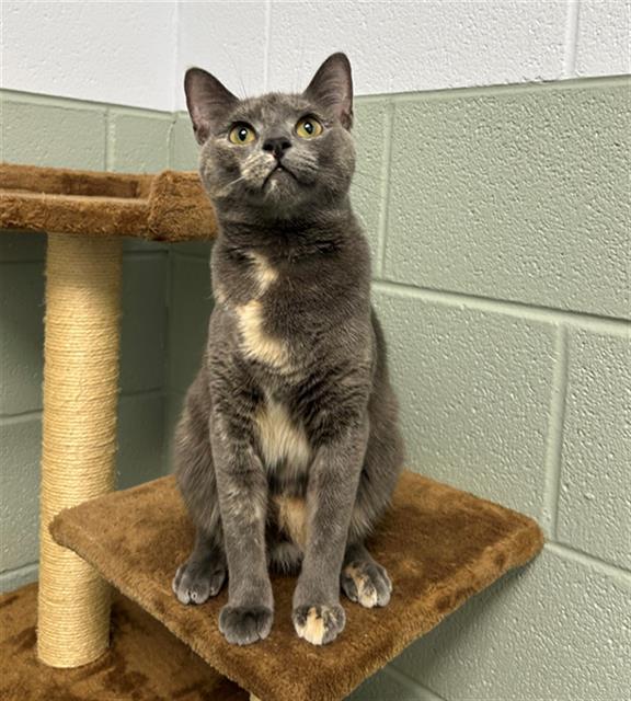 Enlarge BEEF, a Adoptable Domestic Short Hair in Geneva, IL image 1/1