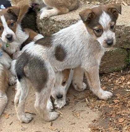 Aurora, Adoptable, Puppy Female Fox Terrier & Mixed Breed.