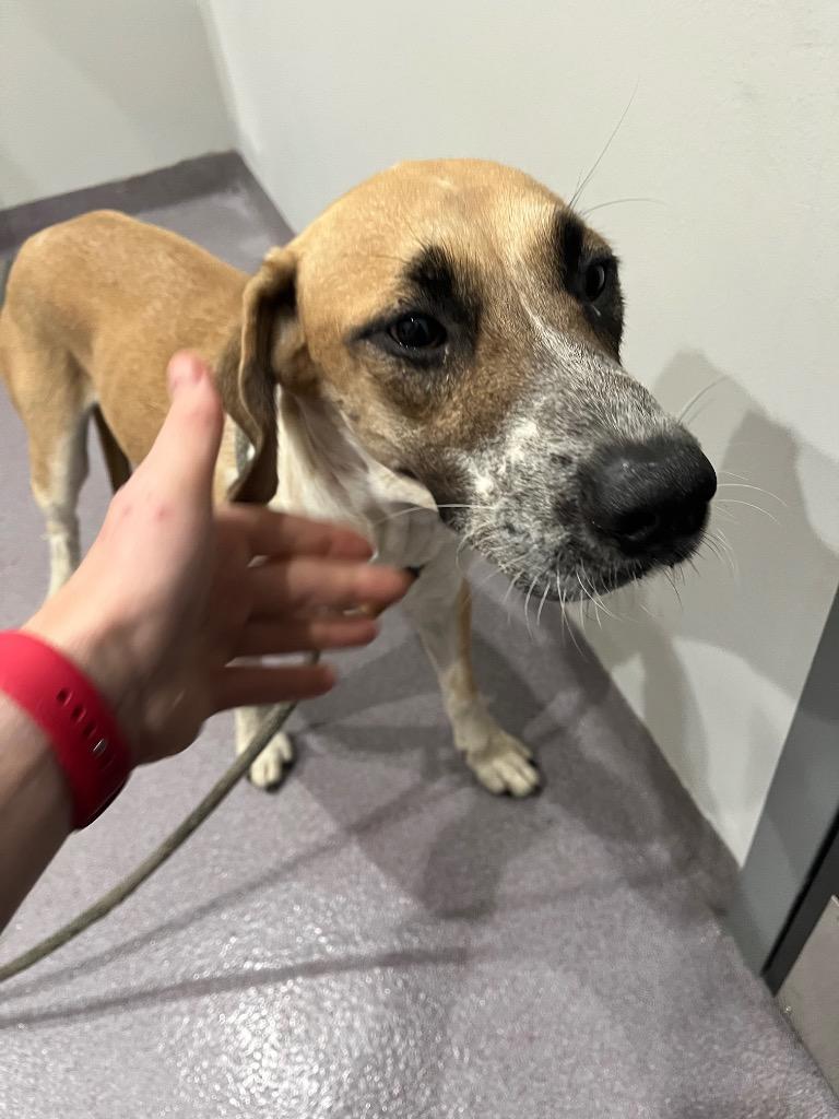 Jolene, Adoptable, Young Female Labrador Retriever.