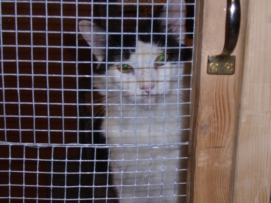 Sally, a Adoptable Turkish Van in Scarborough, ON image 1/6