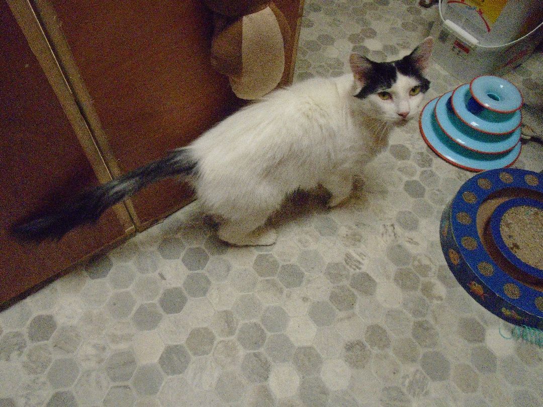 Sally, a Adoptable Turkish Van in Scarborough, ON image 2/6